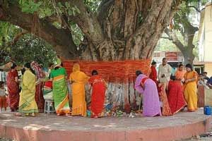 पीपल वृक्ष की पूजा पीपल वृक्ष की पूजा